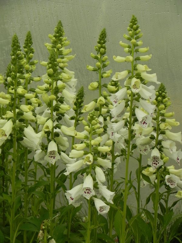 Digitalis purpurea ‘Dalmatian F1 White’