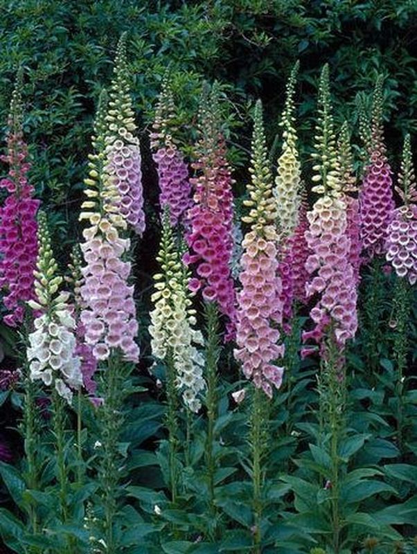 Digitalis purpurea ‘Foxy Mix’