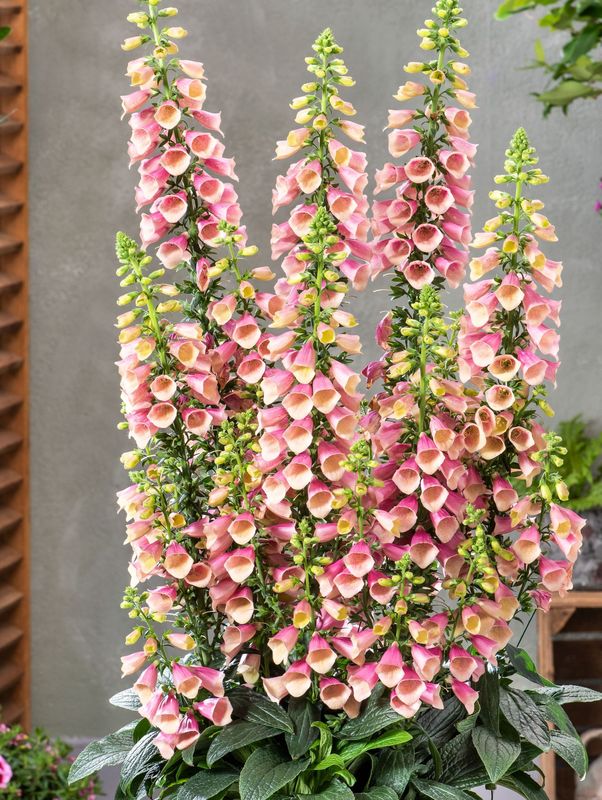Digitalis purpurea ‘Arctic Fox Rose’