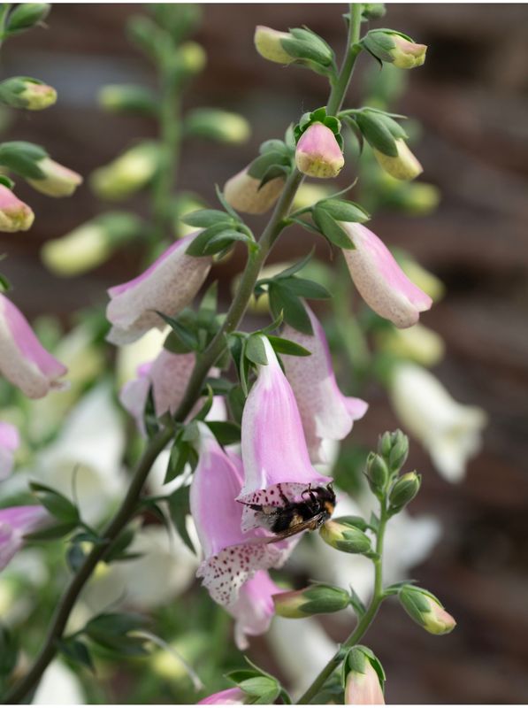 Digitalis purpurea ‘Hanabee Pink’