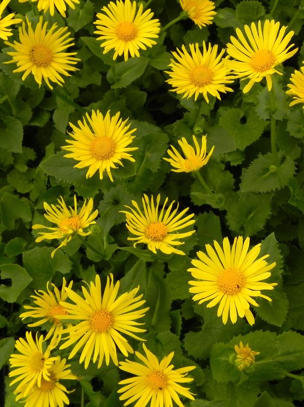 Doronicum orientale