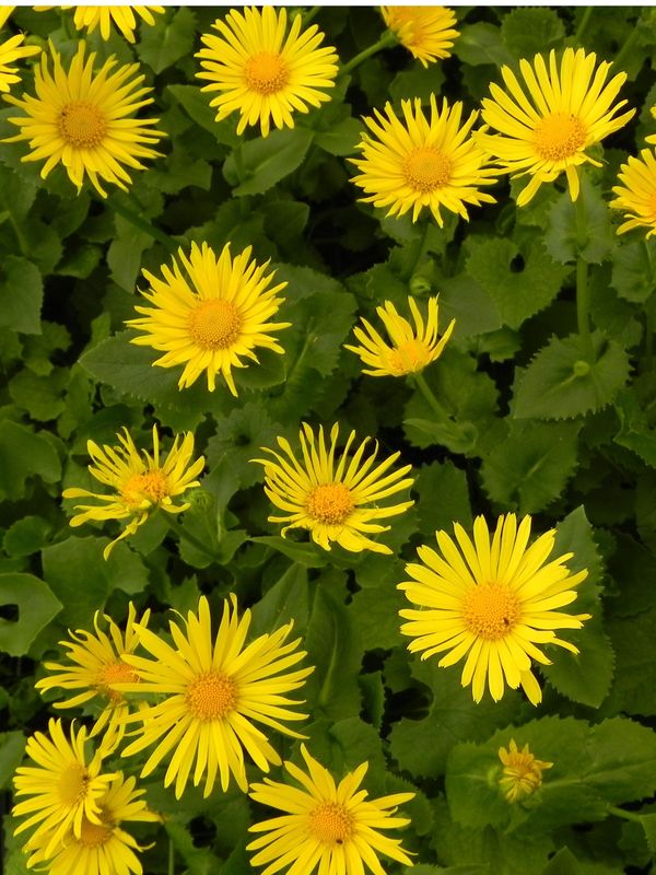 Doronicum orientale ‘Magnificum’