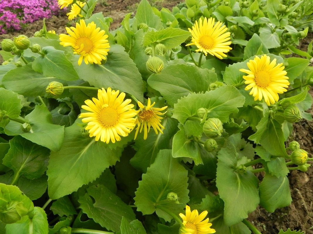 Doronicum orientale ‘Little Leo’