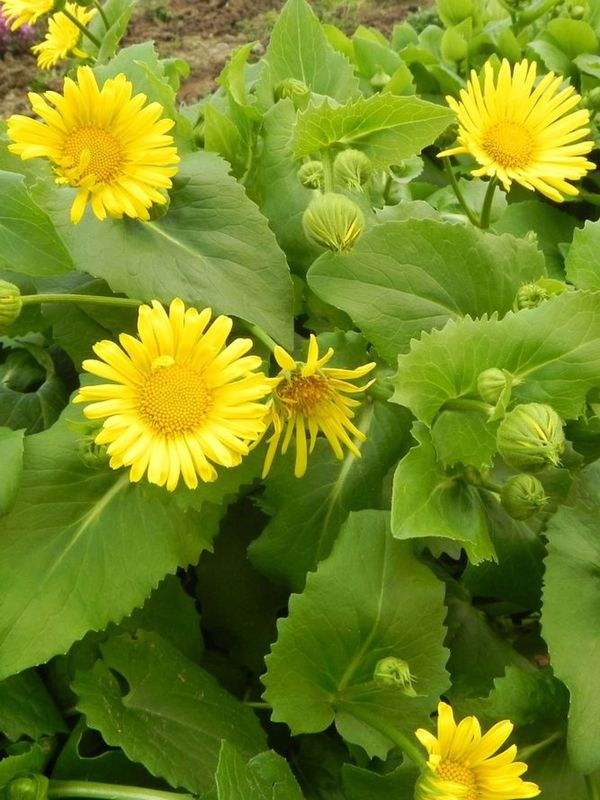 Doronicum orientale ‘Little Leo’