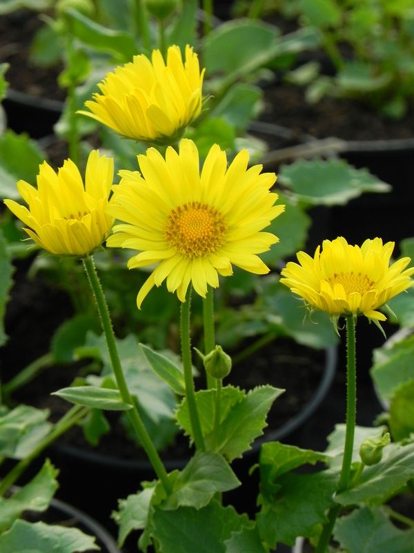 Doronicum orientale ‘Leonardo Compact’