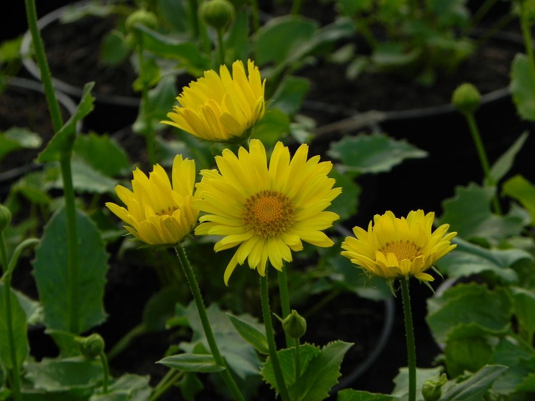 Doronicum orientale ‘Leonardo Compact’