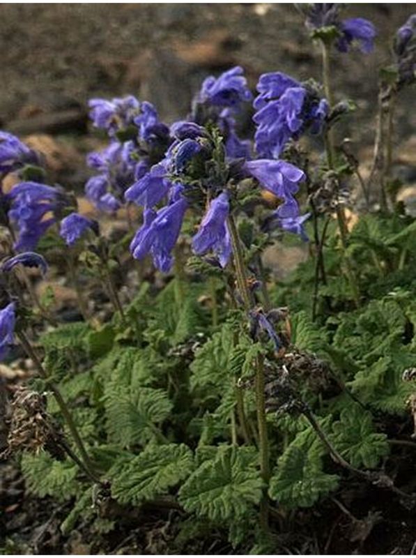 Dracocephalum imberbe