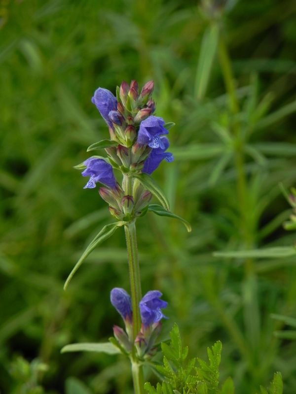 Dracocephalum ruyschiana