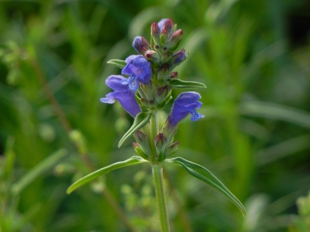 Dracocephalum ruyschiana
