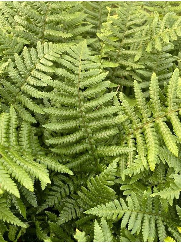 Dryopteris affinis
