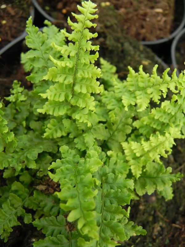 Dryopteris affinis ‘Crispa’