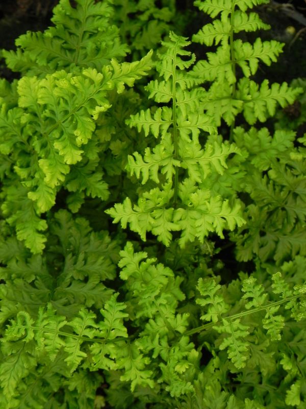 Dryopteris austriaca ‘Crispa Whiteside’