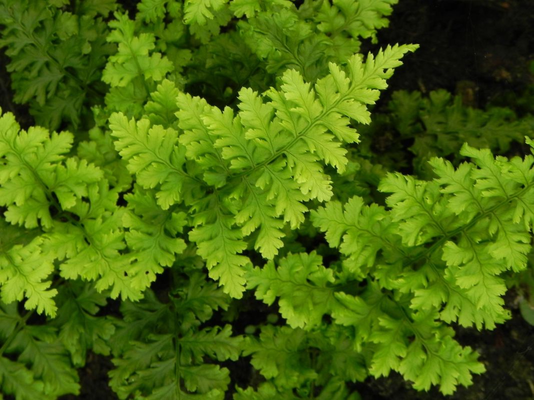 Dryopteris austriaca ‘Crispa Whiteside’