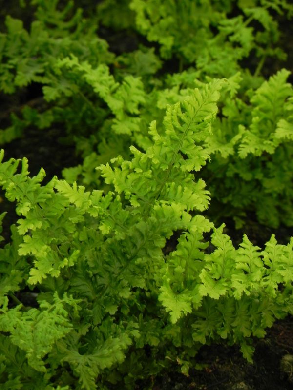 Dryopteris austriaca ‘Crispa Whiteside’