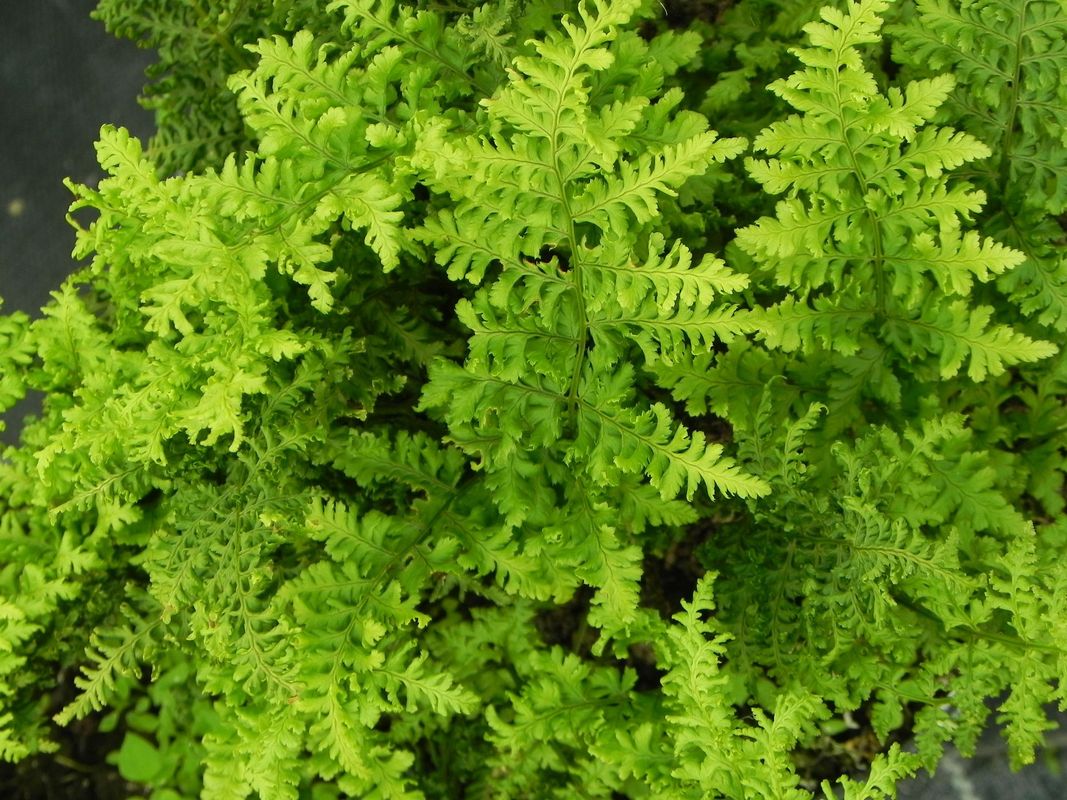 Dryopteris austriaca ‘Crispa Whiteside’