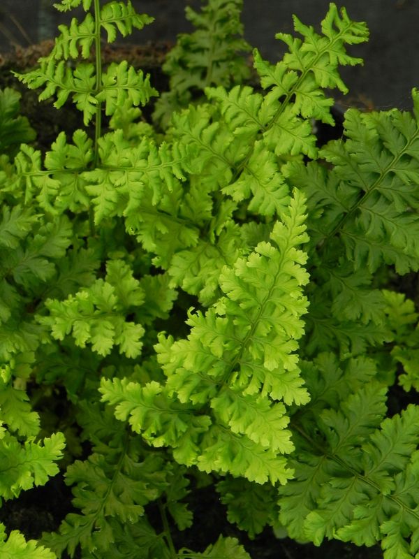 Dryopteris austriaca ‘Crispa Whiteside’