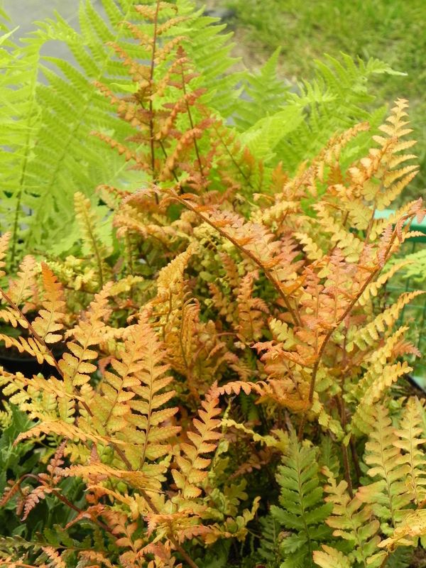 Dryopteris erythrosora ‘Prolifica’