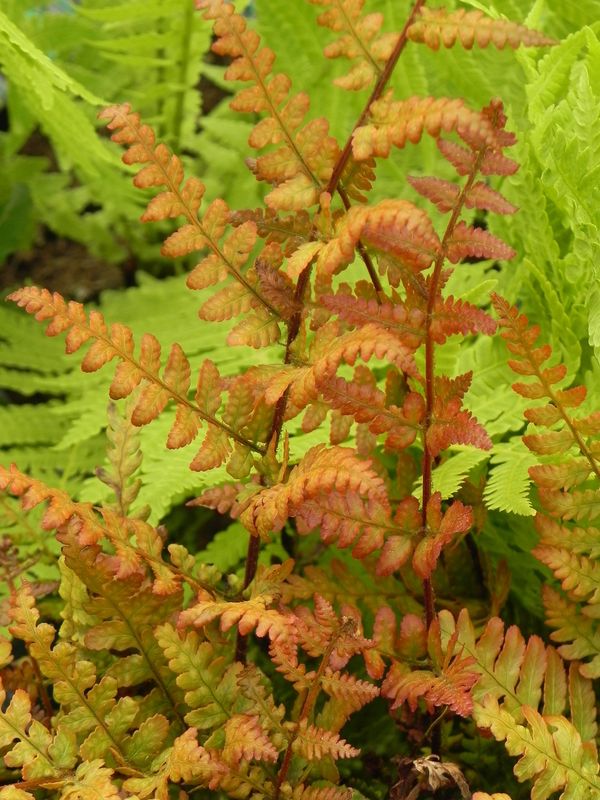 Dryopteris erythrosora ‘Prolifica’