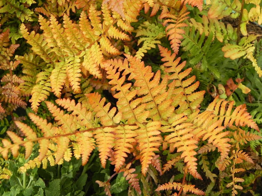 Dryopteris erythrosora ‘Prolifica’