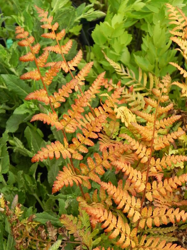 Dryopteris erythrosora ‘Prolifica’