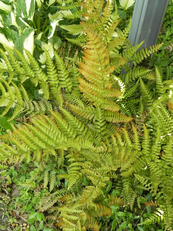 Dryopteris erythrosora ‘Prolifica’