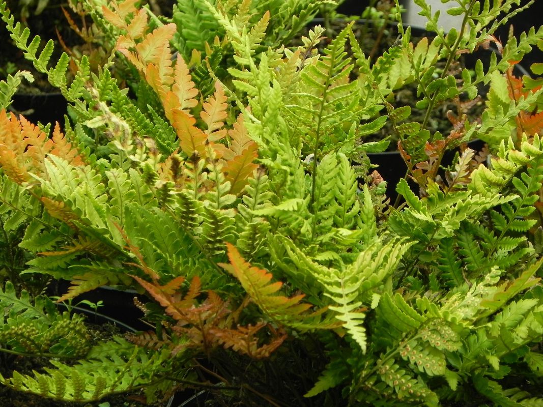 Dryopteris erythrosora ‘Prolifica’
