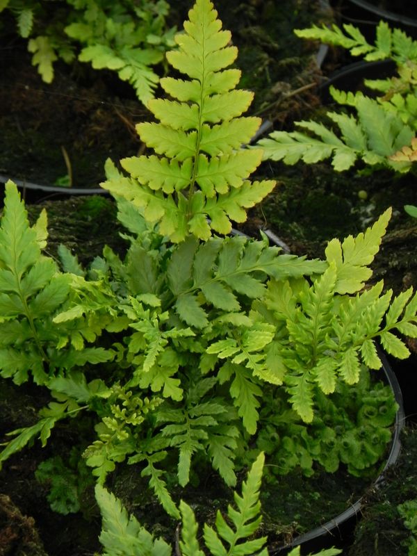 Dryopteris erythrosora ‘Prolifica’