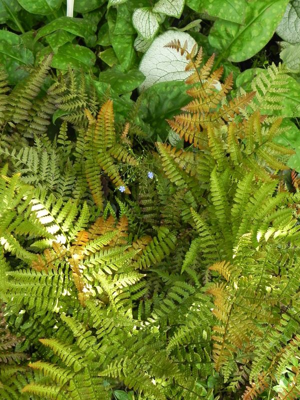 Dryopteris erythrosora ‘Prolifica’