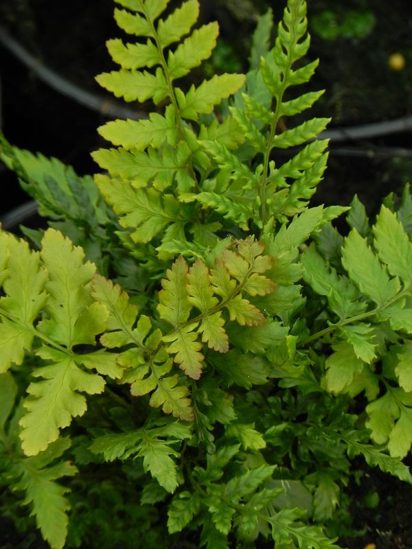 Dryopteris erythrosora ‘Prolifica’