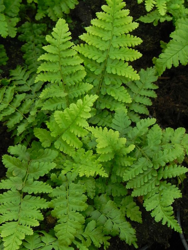 Dryopteris filix-mas