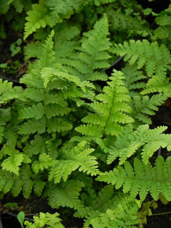 Dryopteris filix-mas