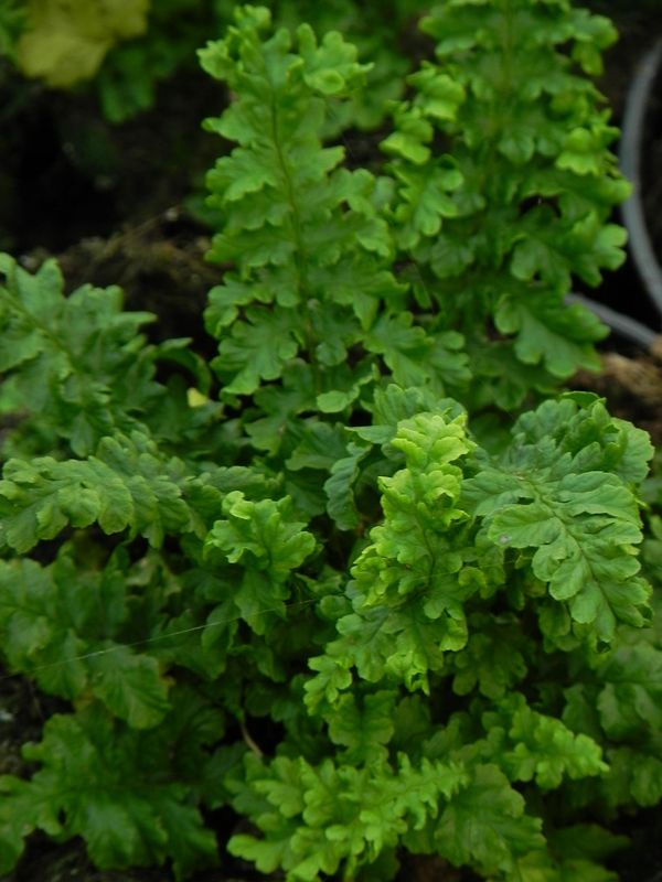 Dryopteris filix-mas ‘Crispa Cristata’