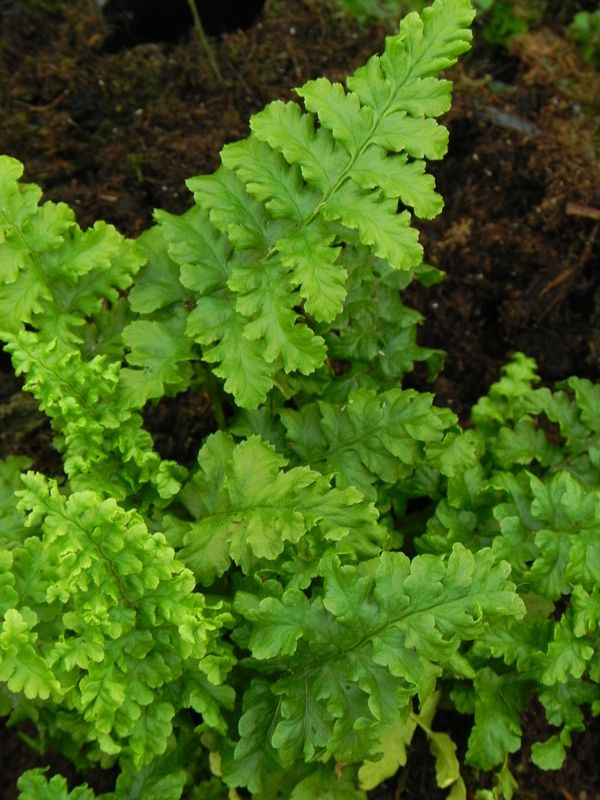 Dryopteris filix-mas ‘Crispa Cristata’