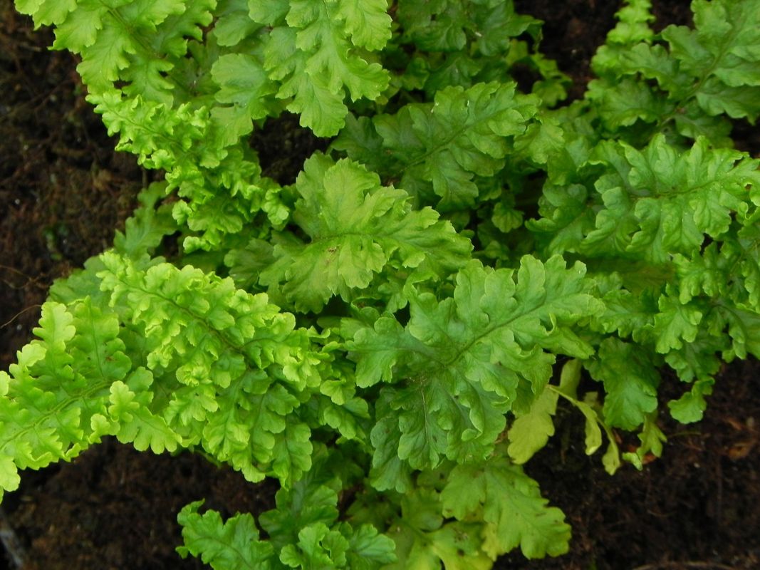 Dryopteris filix-mas ‘Crispa Cristata’