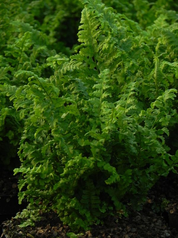 Dryopteris filix-mas ‘Crispa Cristata’