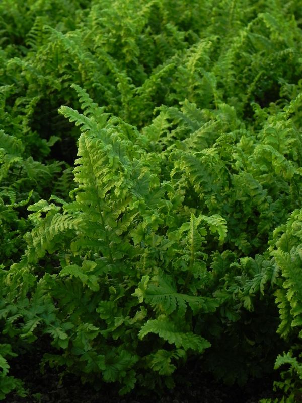 Dryopteris filix-mas ‘Crispa Cristata’