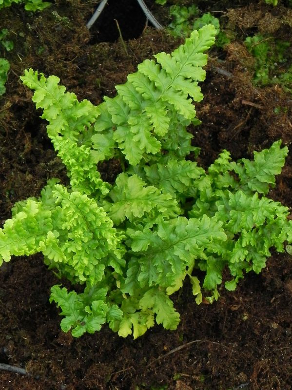 Dryopteris filix-mas ‘Crispa Cristata’