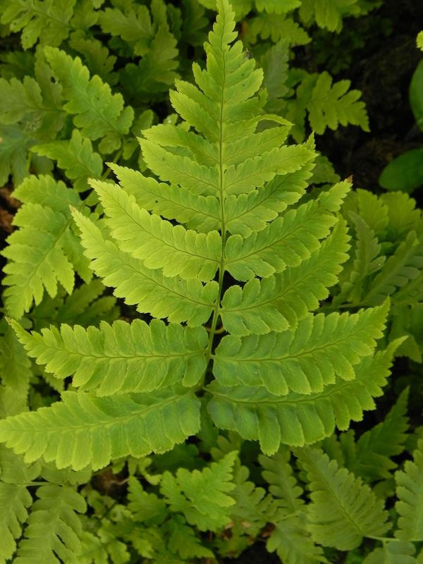 Dryopteris goldiana