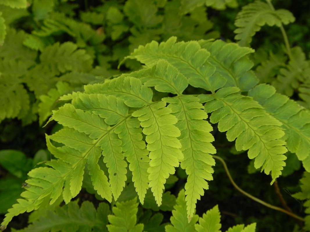Dryopteris goldiana