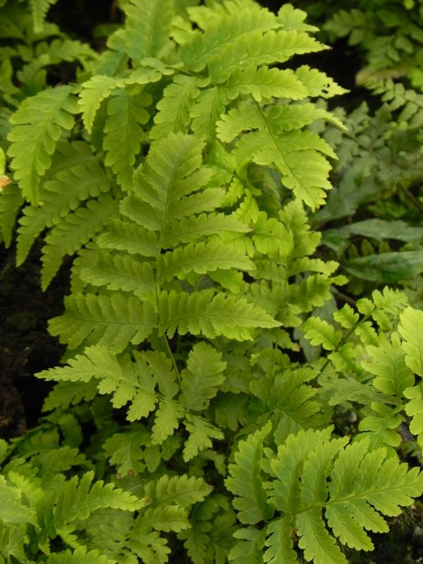 Dryopteris goldiana