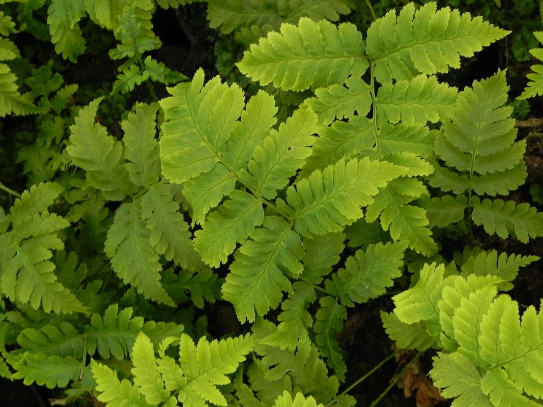 Dryopteris goldiana