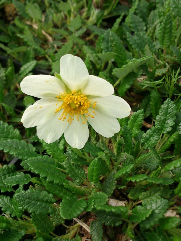 Dryas octopetala