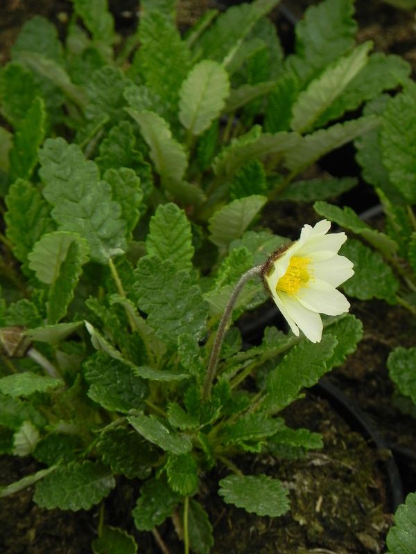 Dryas x suendermannii