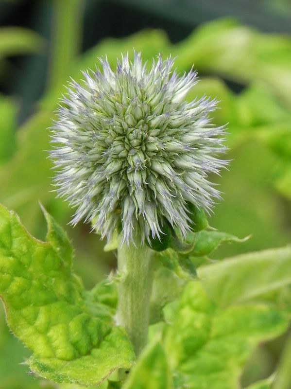 Echinops bannaticus ‘Taplow Blue’