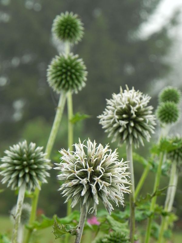 Echinops bannaticus ‘Star Frost’