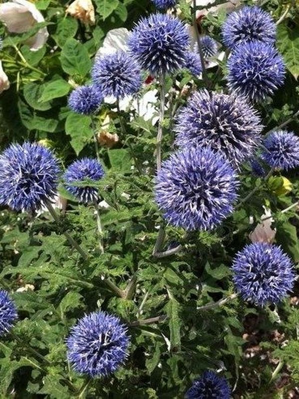 Echinops bannaticus ‘Blue Glow’