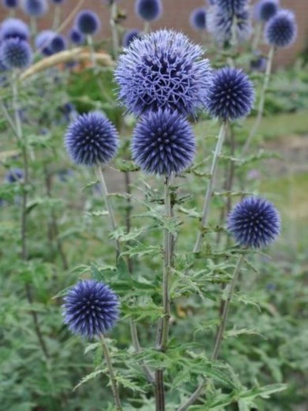 Echinops bannaticus ‘Blue Globe’