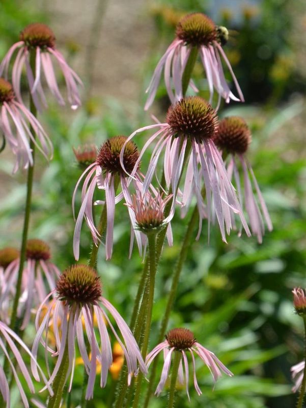 Echinacea pallida