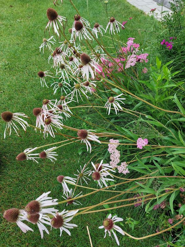 Echinacea pallida ‘Hula Dancer’
