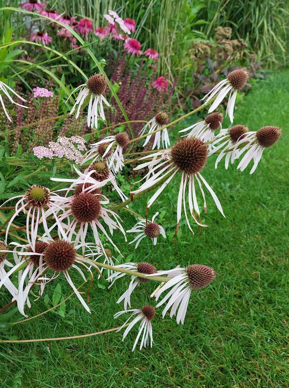 Echinacea pallida ‘Hula Dancer’
